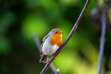 Robin Red Breast - Dublin's Red-Breasted Beauty (Erithacus rubecula)