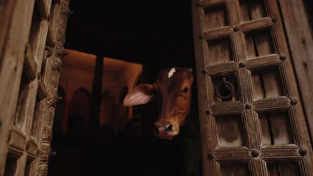 A cute young curious brown cow stands alone behind the doorway and funny sticks her muzzle out from behind the old wooden door in old indian city street