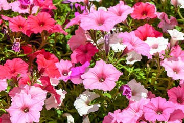 petunias in a pot blooming in summer on the street of Latvia 2