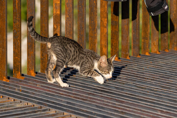 A kitten plays on an iron structure. A  pet. The little cat is interested in the world around it. 