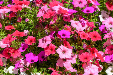 Fototapeta premium beautiful colorful flowers as a background