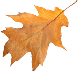 Closeup of single orange, yellow oak tree leaf isolated on background. Autumn nature element for...