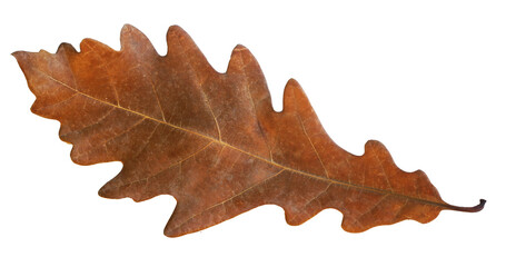 Detail of single brown, orange oak tree leaf isolated on background. Autumn nature element for thanksgiving, halloween holiday. Symbol of fall. Flat  lay, top view, nobody. Macro. Dried plant.