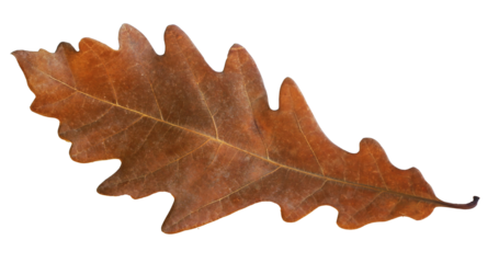 Detail of single brown, orange oak tree leaf isolated on background. Autumn nature element for thanksgiving, halloween holiday. Symbol of fall. Flat  lay, top view, nobody. Macro. Dried plant.