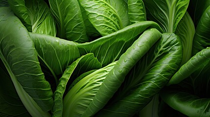 Close-up of bok choy leaves showing their vibrant green color. - obrazy, fototapety, plakaty