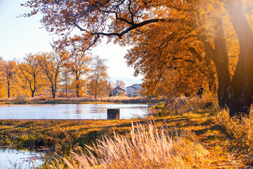 Jesienny staw. Ujęcie na tle natury. Kolorowe liście i złote drzewa, Polska