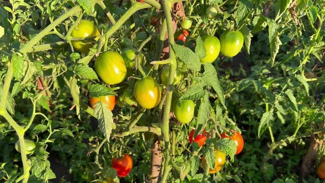 Tomatoes ripening on the bush in the garden.