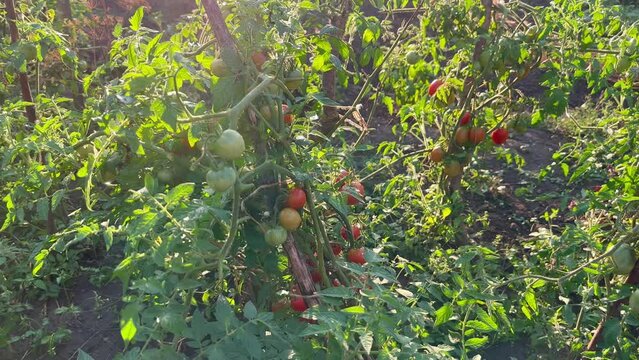 Ripe harvest of organic tomatoes in the garden