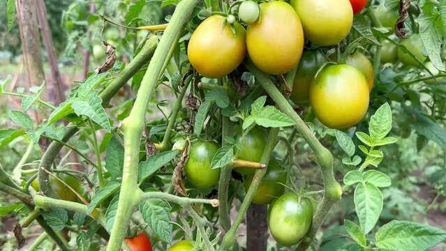Ripe red and yellow tomatoes on a branch