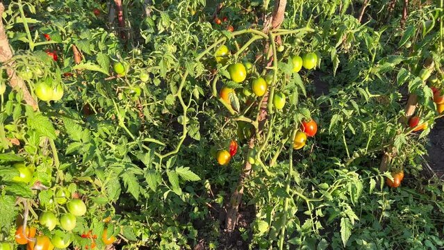 Tomatoes grow on a branch in the garden.