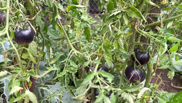 Ripe black tomatoes grow on a bush in the garden.