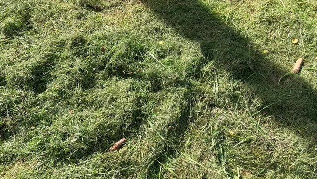 Mown green grass lies on the ground