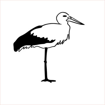 Vector illustration of hand drawn silhouette of a stork