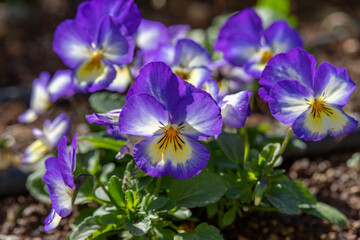 The bright purple, yellow and white flowers of the Pansy scientific name Viola cornuta.
