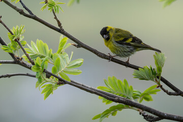 Eurasian siskin (Carduelis spinus) on a branch