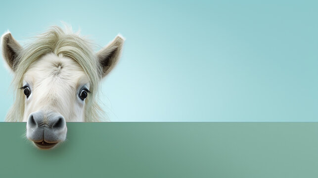 text space for advertising with funny part as portrait of a horse foal peeking over a colored panal