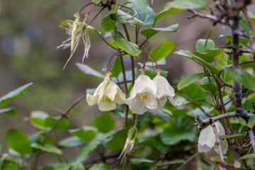 Delicate light yellow flower of Clematis cirrhosa vine which grows wild climbing trees in Israel....