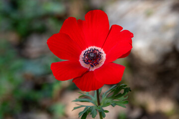 Beautiful wild red Anemones growing in wooded areas and open meadows in Israel

