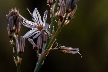 Close up of wild white Asphodel in nature in rural northern Israel
