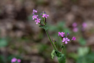 Close up of pink delicate wildflower Silene aegyptiaca, Egyptian Campion, Egyptian Catchfly  growing in Israel
