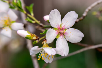 Beautiful, delicate, white and pink early Spring almond blossoms in northern Israel
