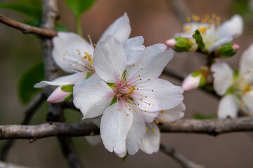 Beautiful, delicate, white and pink early Spring almond blossoms in northern Israel
