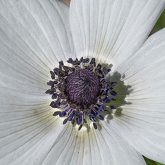 Beautiful wild white Anemones growing in wooded areas and open meadows in Israel
