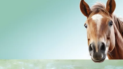  text space for advertising with funny part as portrait of a horse peeking over a colored panal © bmf-foto.de