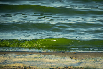 fresh water at the surfplas manmade lake in Reeuwijkse plassen has turned green from algae bloom in summer. strange coloured waves lap against the shore with foam scum appears toxic and polluted