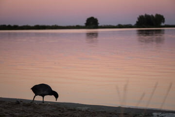 silhouette shot of a Eurasian Coot wetland bird next to freshwater lake in Dutch Reeuwijkse Plassen...