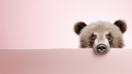 text space for advertising with funny part as portrait of a cute grizzly bear peeking over a colored panal - obrazy, fototapety, plakaty