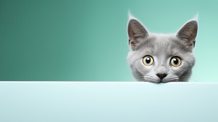 Fototapeta na wymiar text space for advertising with funny part as portrait of a cute chartreux cat peeking over a colored panal