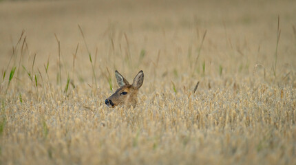 Head of female deer in ripened grain summer field near Roprachtice village