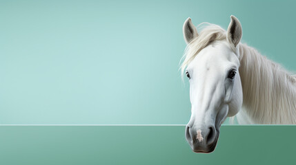 text space for advertising with funny part as portrait of a arabian horse peeking over a colored panal