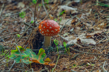 Amanita muscaria fungus in summer forest with green leaf
