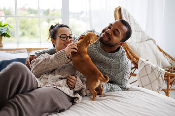 Cheerful interracial couple in sweaters playing with chihuahua dog on bed at home