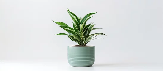 Foto op Canvas green plant pot photographed on a white background © Vusal