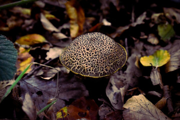 Champignon - Bolet à chair jaune - Xerocomellus chrysenteron