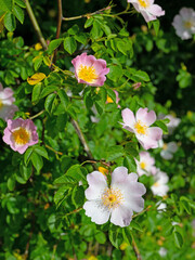 Blühende Hagebutten, Rosa canina, im Frühling