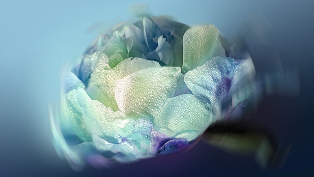 Water Droplets on Blue Peony Close Up, Floral Macrophotography, Abstract Art