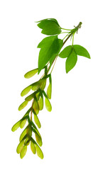 Yellow-green maple flower. Autumn background. banner.on transparent,png. autumn maple branches