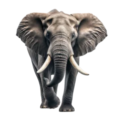 Foto op Aluminium angry elephant running towards camera, isolated png, transparent background, generative ai © Layerform