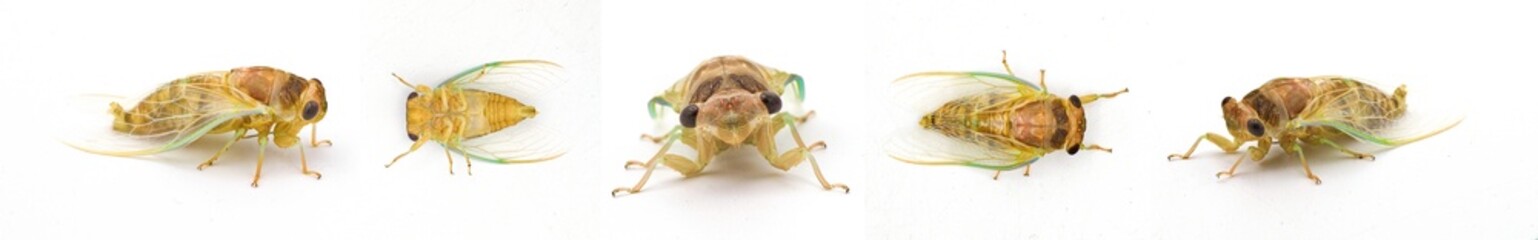 Cicada on white background. Multiple views and angles.  Teneral young phase after moult exoskeleton...