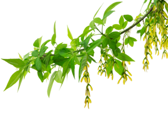 Yellow-green maple flower. Autumn background. banner.on transparent,png. autumn maple branches