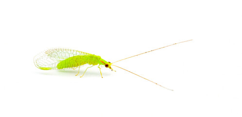 Smith's Green Lacewing - Ceraeochrysa smithi - adult form of junk, garbage or trash bug Isolated on white background side profile view with copy space - Powered by Adobe