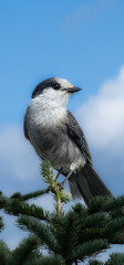 Nice specimen of a gray jay perched in a tree in the mountains in Quebec, Canada
