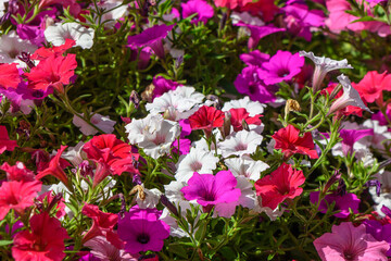 beautiful colorful flowers as a background 2