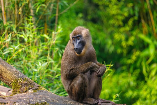 Full body of female  drill sitting on the tree trunk