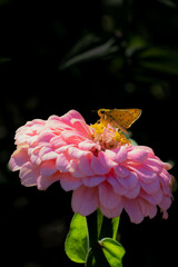 Pink Zinnias and Oriens