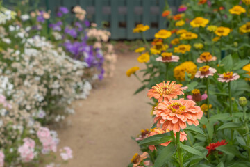 Landscape Orange Zinnia in the Flower Garden